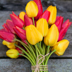 Tulip - Illuminating - 2021 Color Of The Year