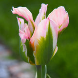 Tulip - Viridiflora - Esperanto Blend