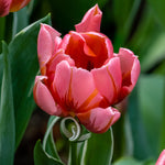 Tulip - Pretty Princess