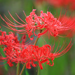 Lycoris - Radiata