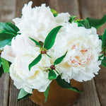 Peony - Mother's Choice