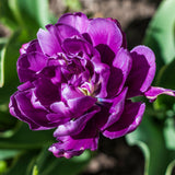 Tulip - Wow