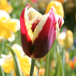 Tulip - Chansonette