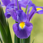 Dutch Iris - Sapphire Beauty