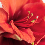 Amaryllis - Economy Mix