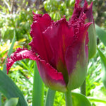 Tulip - Havana Nights Blend
