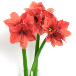 Amaryllis - Living Coral - 2019 Color of the Year