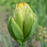 Tulip - Fruit Cocktail