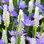 Muscari & Anemone - Grape Hyacinths & Buttercups - Magic Carpet Blend