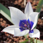 Dwarf Iris, Hyacinth, Muscari, Tulip & Anemone - Blue Spring Flowering Garden - Bulb Collection