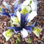 Dwarf Iris - Iris reticulata - Eye Catcher