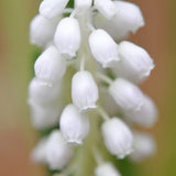 Muscari - Grape Hyacinth - Siberian Tiger®