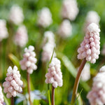 Muscari - Grape Hyacinth - Collection