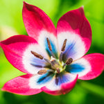 Tulip - Little Treasures Collection