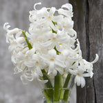Hyacinth - White - Kit - with Clear Artisan Glass