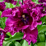 Color Your Garden Purple - Tulip, Ranunculus & Allium - Collection