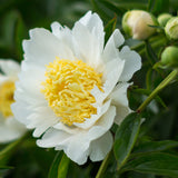 Peony - White & Pink Blend