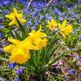 Daffodil - Season of Sunshine Mix