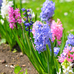 Hyacinth - Easter Basket Blend