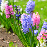 Hyacinth - Easter Basket Blend