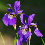 Iris Siberica - Claret Cup