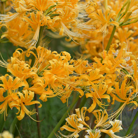 Lycoris - Aurea – Plantcetera