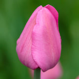 Tulip - Lip Stick Blend