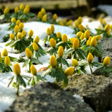 Eranthis - Winter Aconite