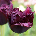 Tulip - Havana Nights Blend