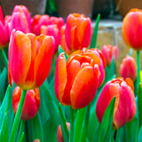 Tulip - Orange Juice