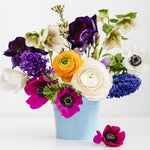 Anemone coronaria - Windflowers - Meron Bordeaux