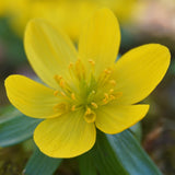 Eranthis - Winter Aconite