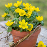 Eranthis - Winter Aconite