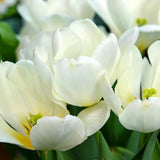 Tulip - Purissima Blonde