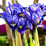 Dwarf Iris, Hyacinth, Muscari, Tulip & Anemone - Blue Spring Flowering Garden - Bulb Collection