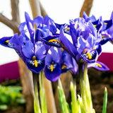Tulip, Daffodil & Dwarf Iris - Dutch Bulb Garden