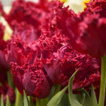 Tulip - Havana Nights Blend