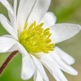 Anemone  - Blanda - Windflowers - Mix