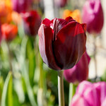 Tulip - Gavota Blend