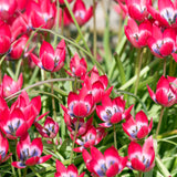 Tulip - Little Beauty