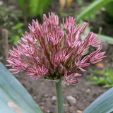Allium - Nevskianum