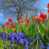 Tulip, Daffodil, Muscari & Crocus - Spring Time Favorites - Bulb Collection