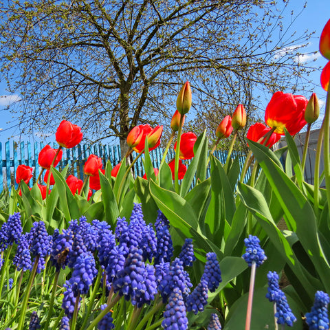 Red Crocus Spring Bulbs
