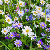 Anemone - Blanda - Windflowers - Blue Shades