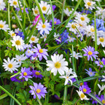 Anemone  - Blanda - Windflowers - Mix