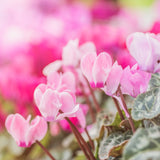 Cyclamen - Coum