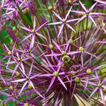 Allium - Miami