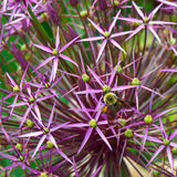 Allium - Miami