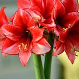 Amaryllis - Charisma - Kit - with Artisan Decorative Planter