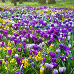 Narcissus, Crocus, Muscari, Scilla & Chionodoxa - Spring Time Favorites - Cottage Garden - Bulb Collection